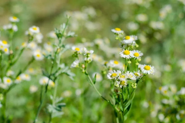 Campo de flores de margarita — Foto de Stock