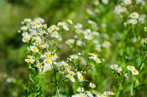 Campo de flores de margarita — Foto de Stock