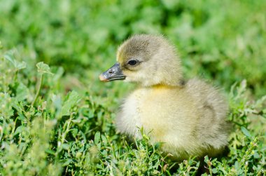 küçük kuşlar alanında otlatma