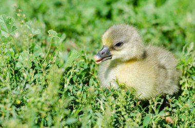 küçük kuşlar alanında otlatma