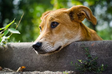 hüzünlü gözleri ile sokak köpeği