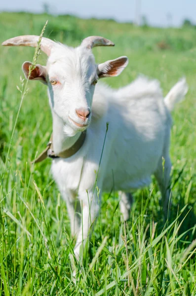 Pâturages de chèvre blanche dans une prairie — Photo