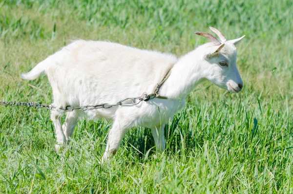 Cabra branca pastora em um prado — Fotografia de Stock