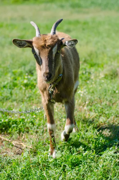 Cabra marrom pastou em um prado — Fotografia de Stock