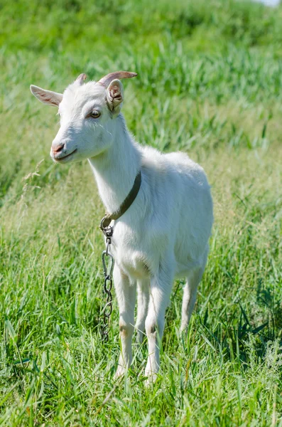 Pâturages de chèvre blanche dans une prairie — Photo