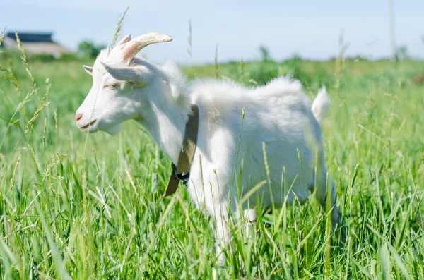 Cabra branca pastora em um prado — Fotografia de Stock