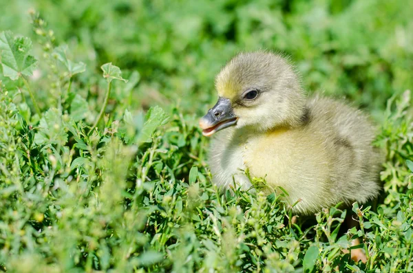 küçük kuşlar alanında otlatma