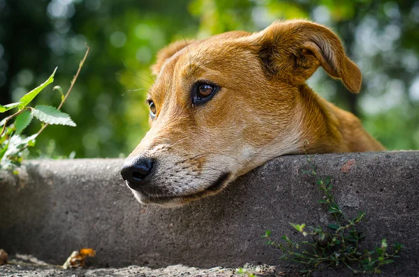 Stray cão com olhos tristes — Fotografia de Stock