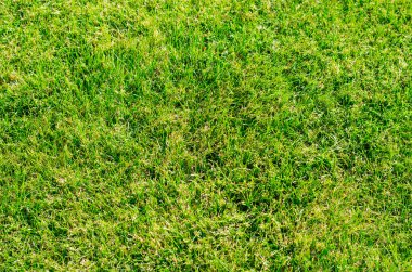 yeşil çimen dokusu