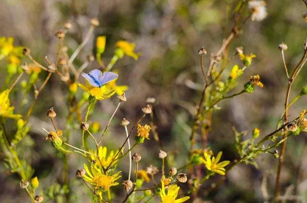 Borboleta no campo de flores amarelas — Fotografia de Stock