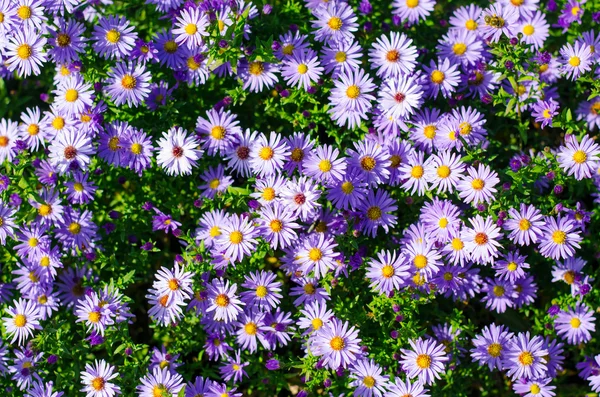 Macizo de flores con flores violetas — Foto de Stock