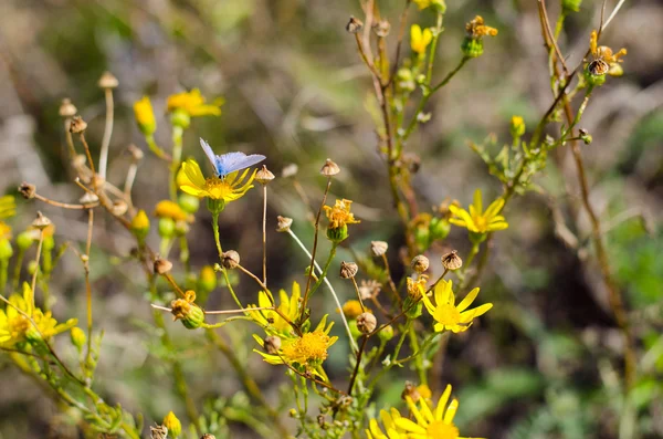 Mariposa en campo de flores amarillas — Foto de Stock