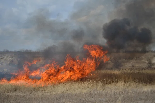 Fuego en el campo — Foto de Stock