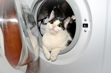 kedi çamaşır makinesine
