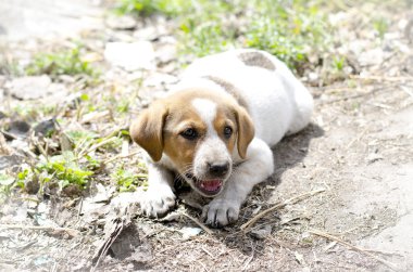 Evsiz yavrusu yalan yere ve soyulmuş kabuk 