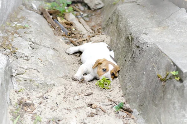 Chiot sans abri couché sur le sol — Photo