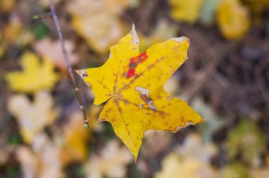 Sarı akçaağaç yaprağı