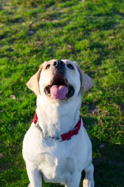 Labrador köpek parkta yürüyor