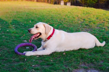 Labrador köpek parkta yürüyor