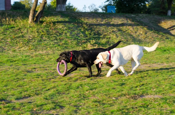 Promenades de chiens du Labrador dans le parc — Photo