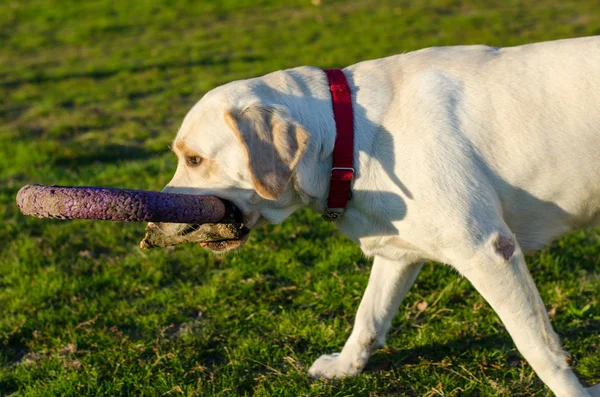 Σκύλος Labrador βόλτες στο πάρκο — Φωτογραφία Αρχείου