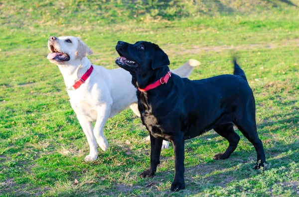 Labrador dog walks in the park — Stock Photo, Image