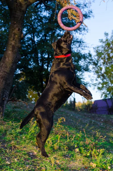 Passeggiate del cane Labrador nel parco — Foto Stock