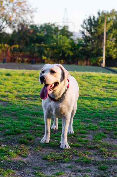 Labrador köpek parkta yürüyor — Stok fotoğraf