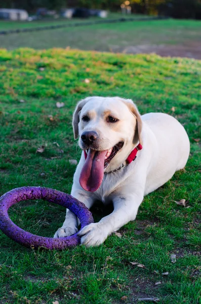 Labrador dog walks in the park — Stock Photo, Image