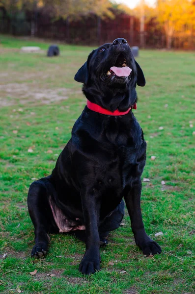 Labrador dog walks in the park — Stock Photo, Image