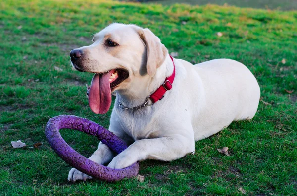 Labrador dog walks in the park — Stock Photo, Image