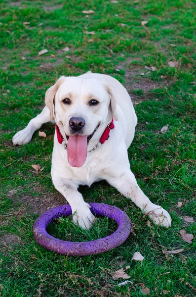 Labrador dog walks in the park — Stock Photo, Image