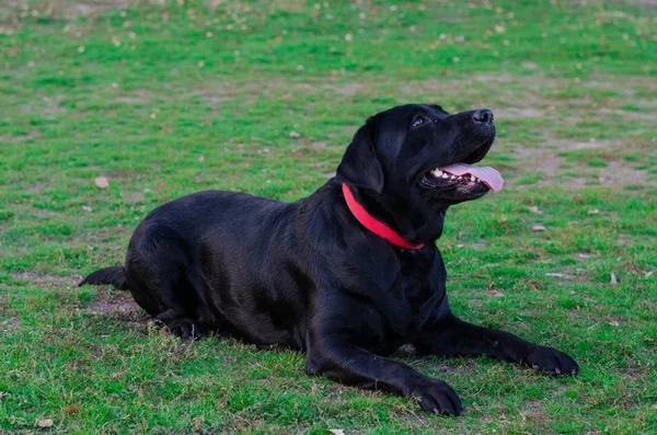 Лабрадорская собака гуляет по парку — стоковое фото