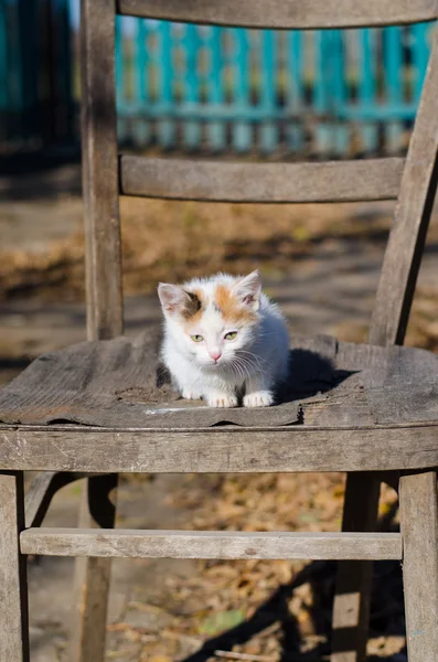 Petit chaton rouge sur une chaise — Photo