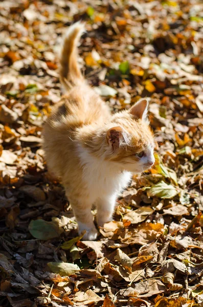 Red cat on dry leaves — Stock Photo, Image