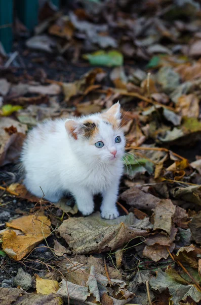 Mały kotek na suchych liści — Zdjęcie stockowe
