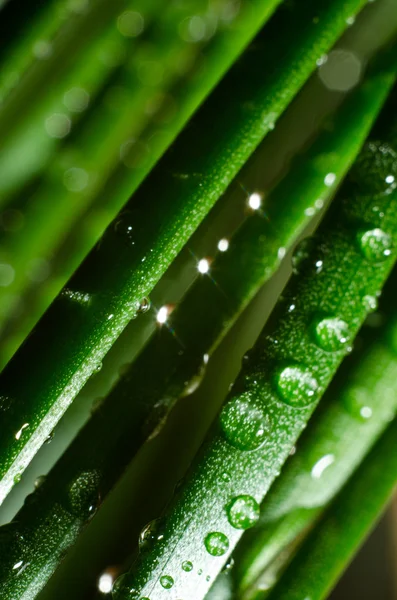 Hierba en gotas de agua — Foto de Stock