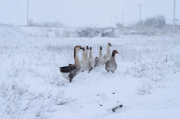 Gansos na neve — Fotografia de Stock