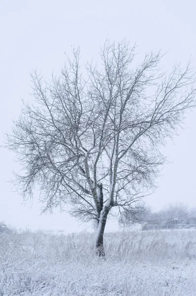 Albero nella neve — Foto Stock