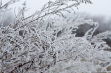 Kış manzarası, ağaçlarda hoarfrost