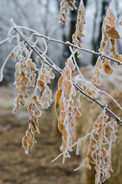 Dry leaves covered with frost, close-up — Stock Photo, Image