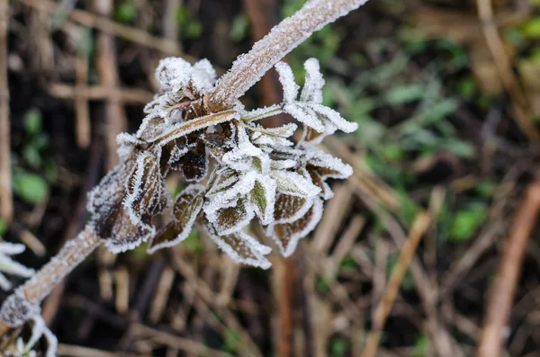 Leaves covered with frost, macro image — Stock Photo, Image