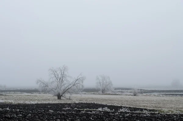 Paisagem de inverno, árvores cobertas de geada — Fotografia de Stock