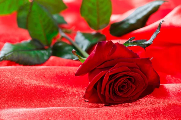 Rosa rossa su tessuto di raso — Foto Stock