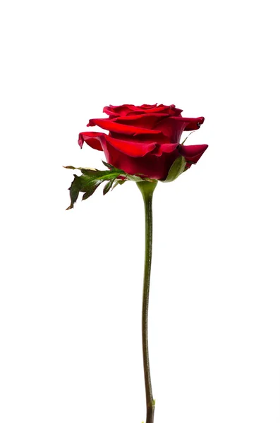 Red rose on satin fabric — Stock Photo, Image