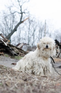 Beyaz bir köpek tasmalı