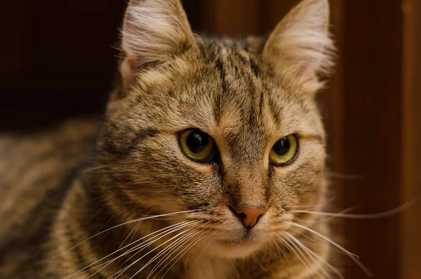 Close-up de um belo gato de cabelos curtos olhando para a distância — Fotografia de Stock