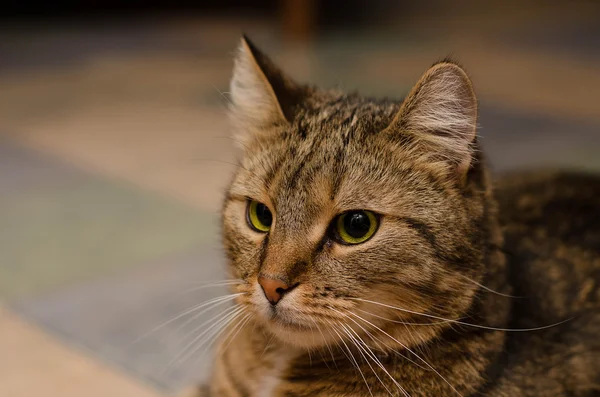 Close-up de um gato engraçado com um olhar pensativo — Fotografia de Stock