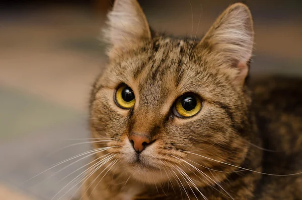 Крупним планом красива кішка, стомлений погляд — стокове фото