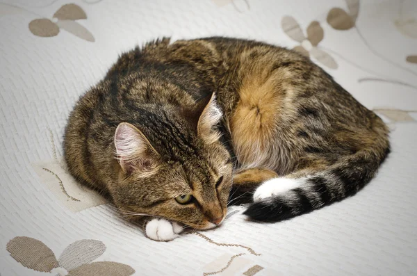 Gato bonito deitado na cama, enrolado em uma bola — Fotografia de Stock